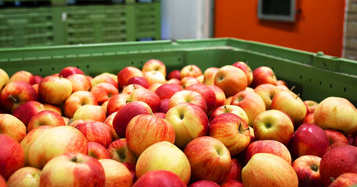 Create of apples in food processing facility representing the importance of shelf life management.